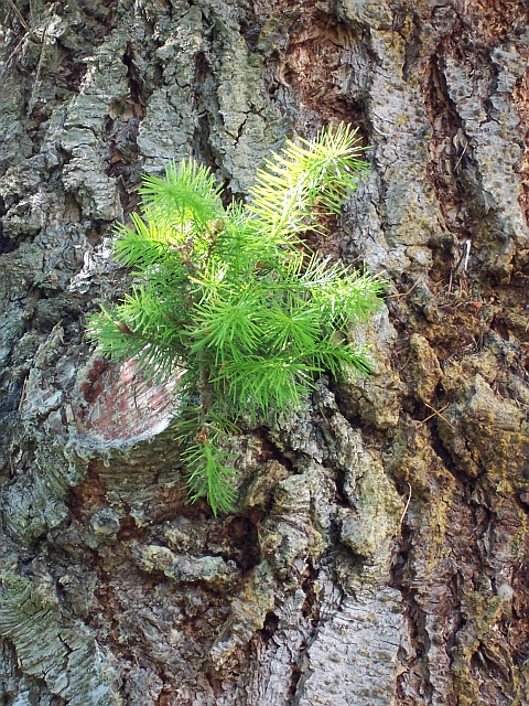 Frühsommer 2006: Alter Baum und neue Triebe