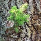 Frühsommer 2006: Alter Baum und neue Triebe