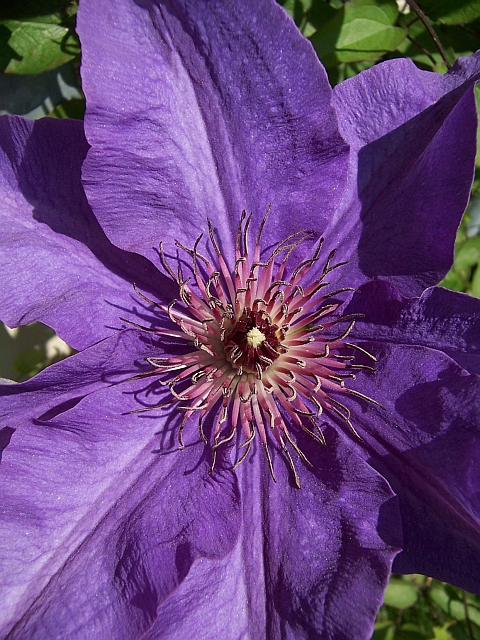 Frühsommer 2006: Clematisblüte