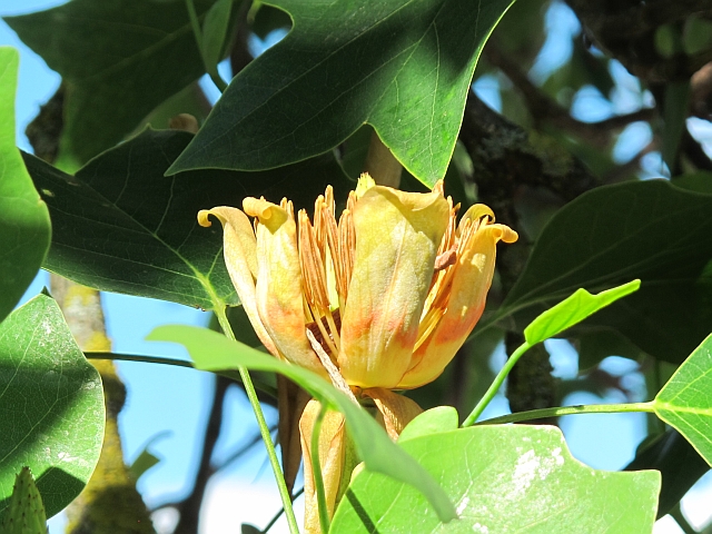 Frühsommer 2019: Wolfertschwenden-Niederdorf - Tulpenbaum (Blüte)