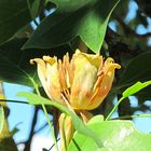 Frühsommer 2019: Wolfertschwenden-Niederdorf - Tulpenbaum (Blüte)