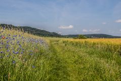 Frühsommer