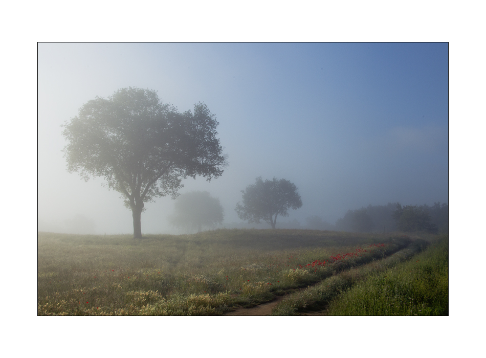 Frühsommer