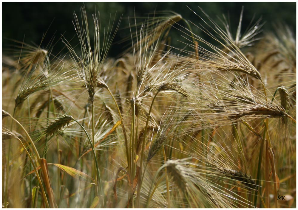 Frühsommer