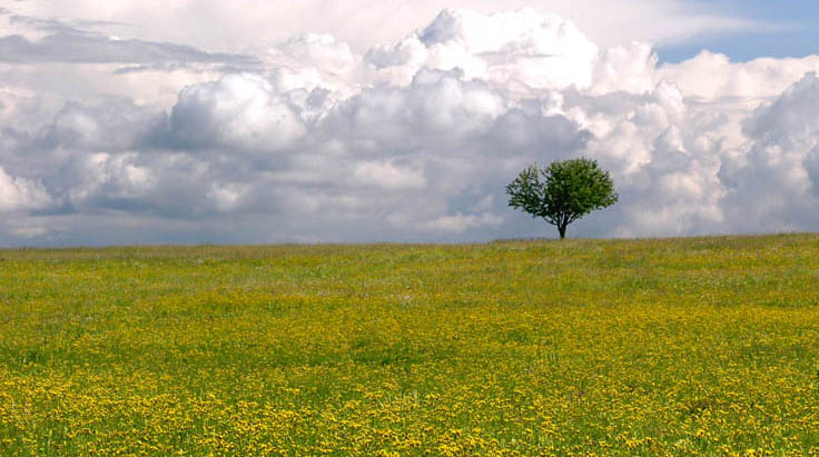 Frühsommer