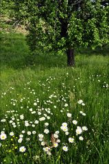 Frühsommer