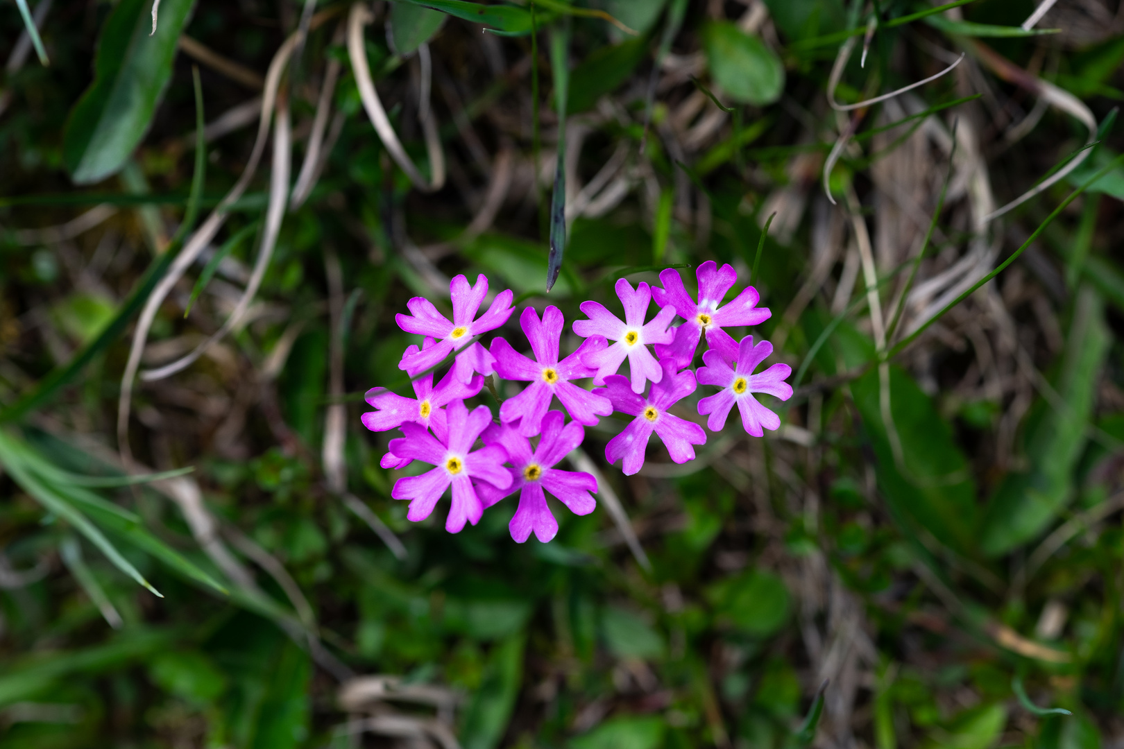 Frühsommer