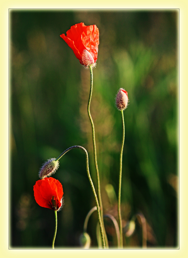 Frühsommer