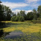 Frühsommer am Lünischteich