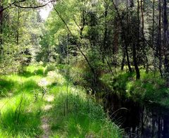 Frühsommer am Moorgraben