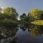 Frühsommer am Teich