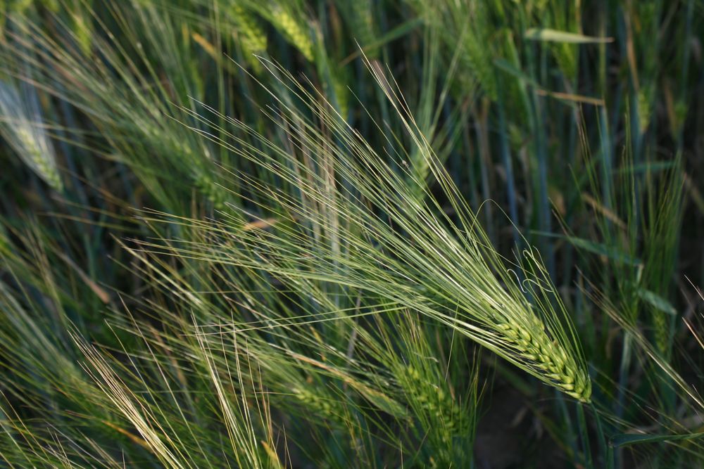 Frühsommer auf dem Feld