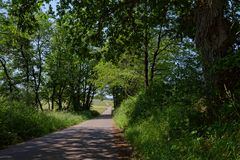 Frühsommer auf dem Hangarder Flur (2)