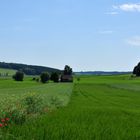 Frühsommer auf der Alb