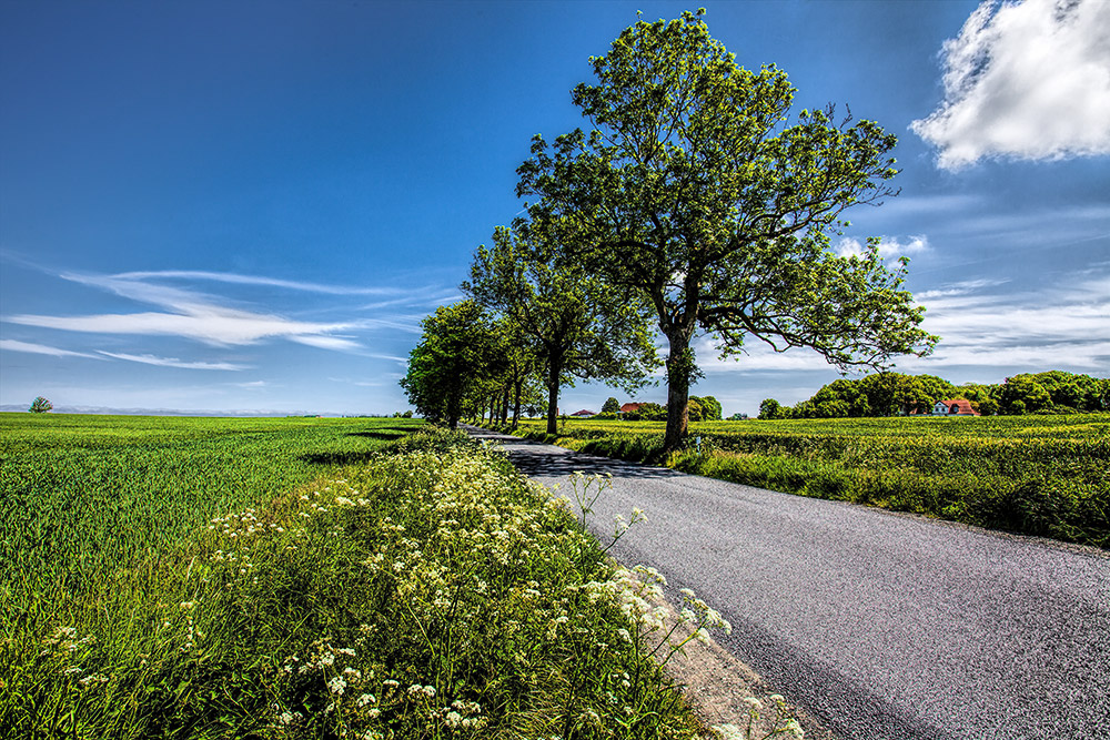 Frühsommer auf Rügen