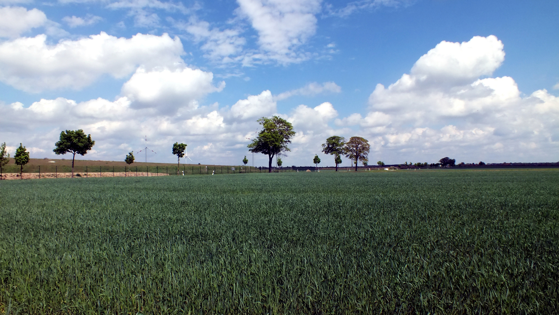 Frühsommer bei Zerbst