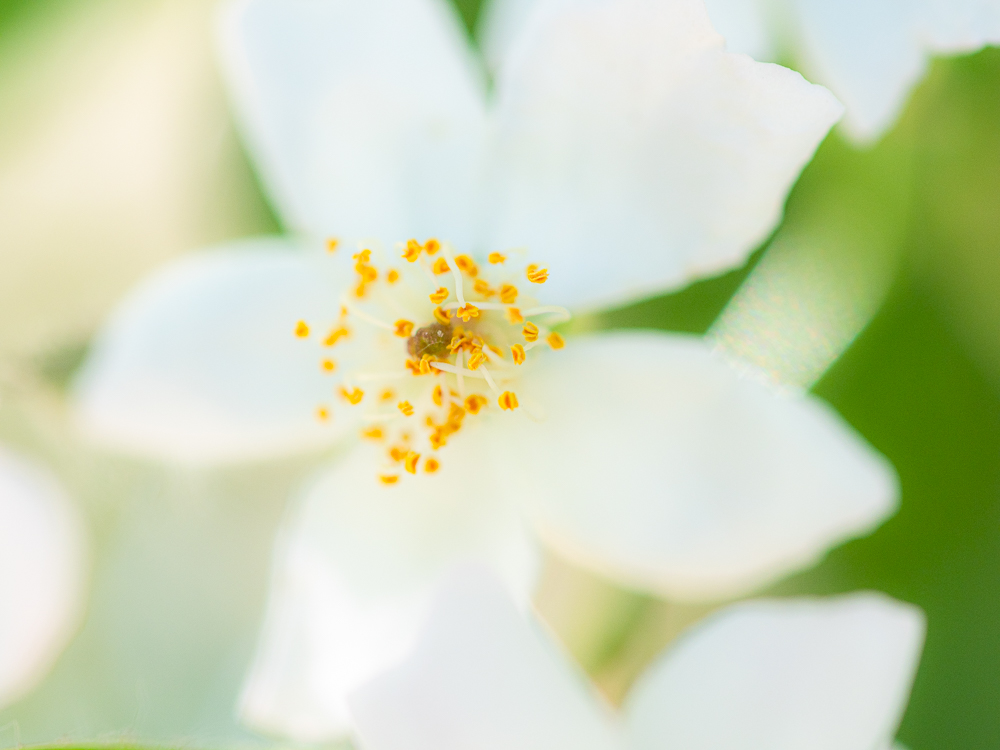 Frühsommer