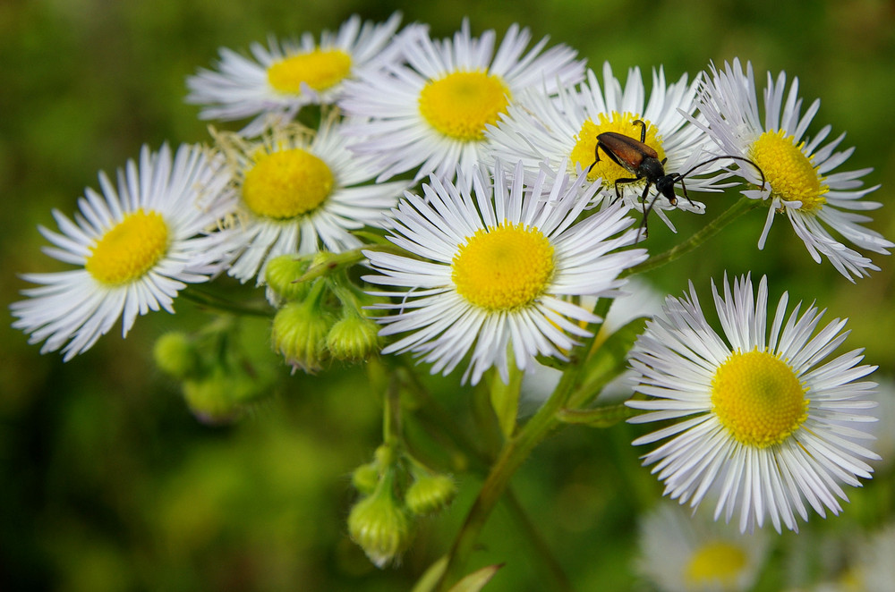 Frühsommer