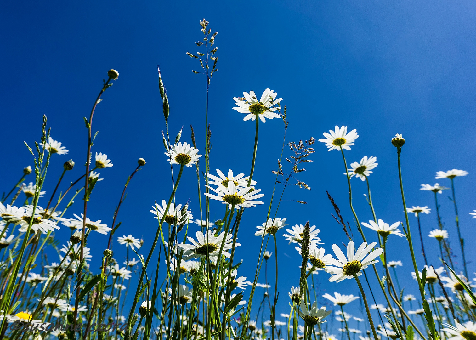 Frühsommer