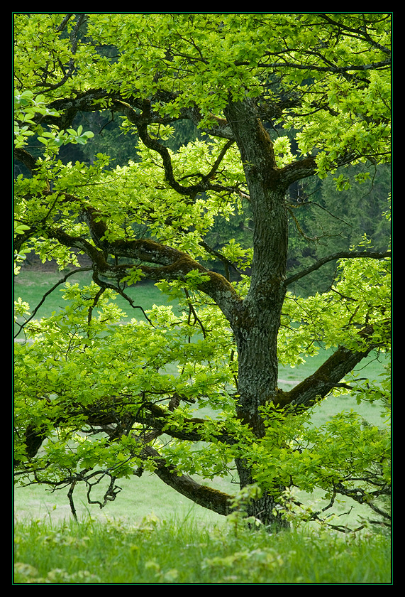 Frühsommer-Eiche