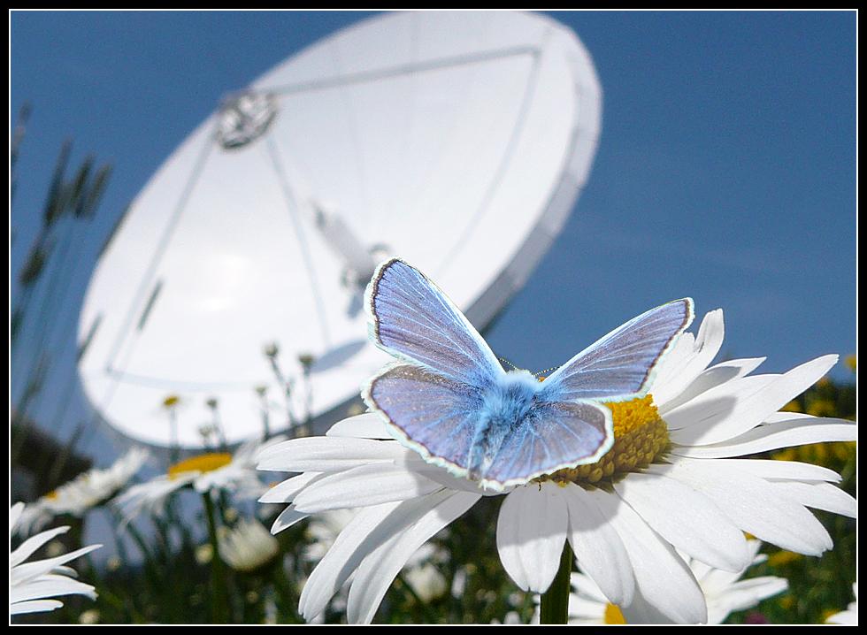 Frühsommer im Antennenpark