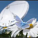 Frühsommer im Antennenpark