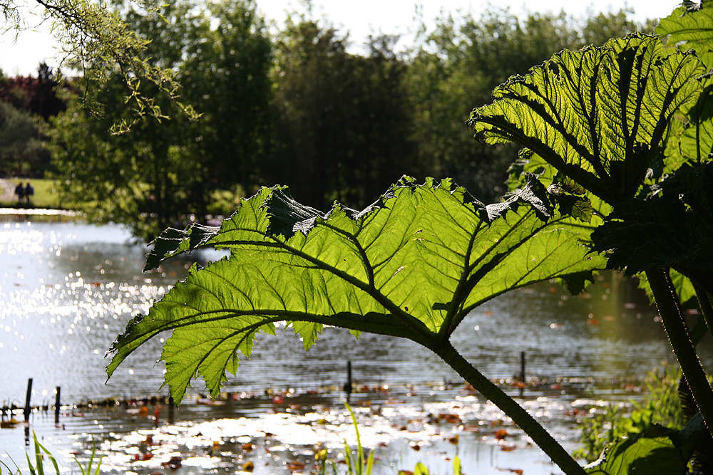 Frühsommer im Arboretum Ellerhoop