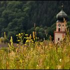 Frühsommer im Münstertal