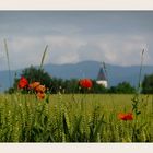 Frühsommer im Oberrheintal