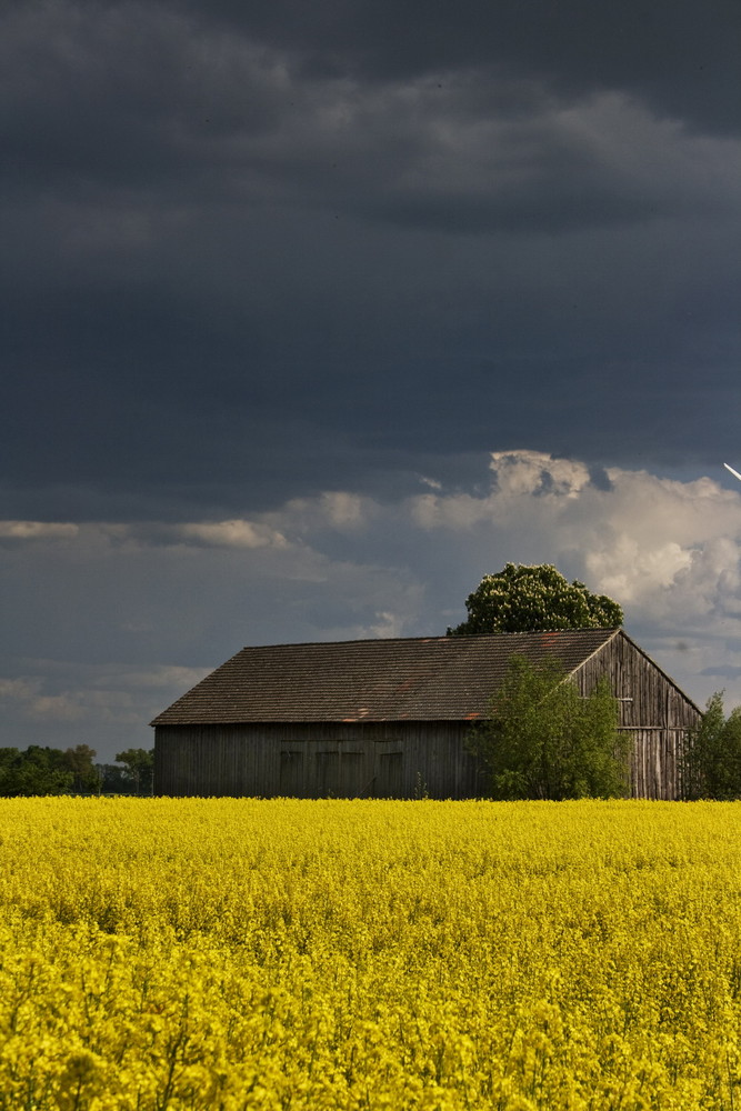 Frühsommer im Oderbruch