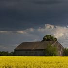 Frühsommer im Oderbruch