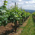 Frühsommer im Rheingau