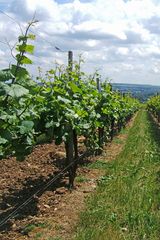 Frühsommer im Rheingau