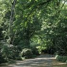 Frühsommer im Tiergarten I