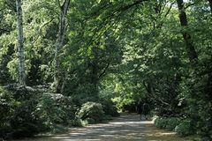 Frühsommer im Tiergarten I