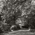 Frühsommer im Tiergarten II