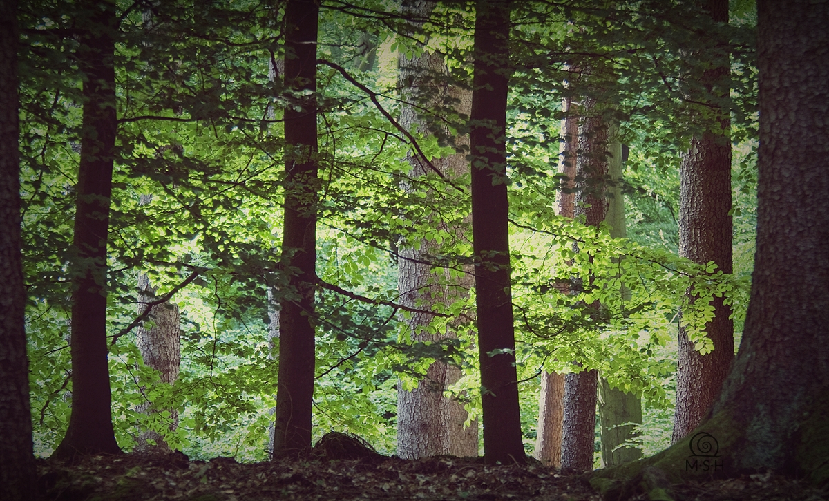 Frühsommer im Wald