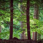 Frühsommer im Wald