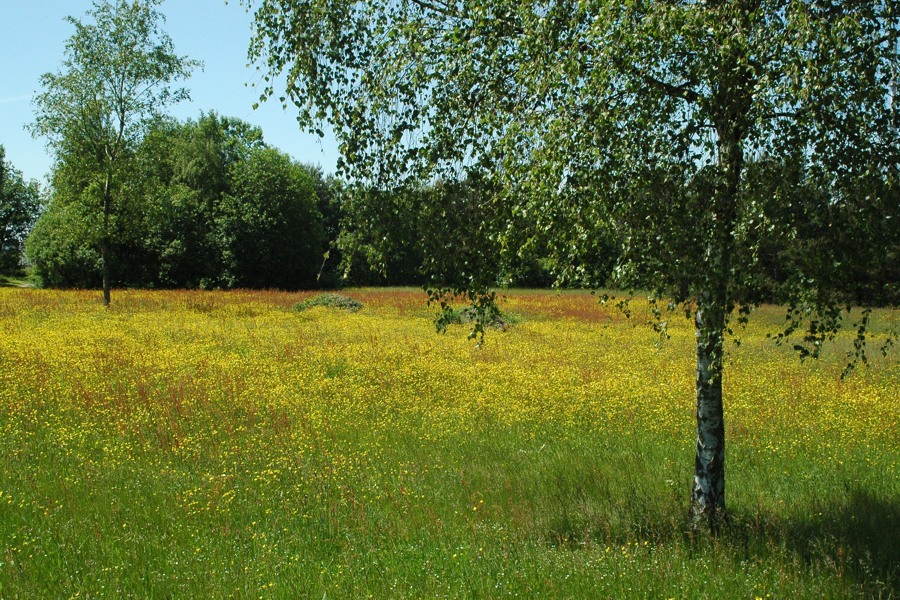 Frühsommer-Impressionismus