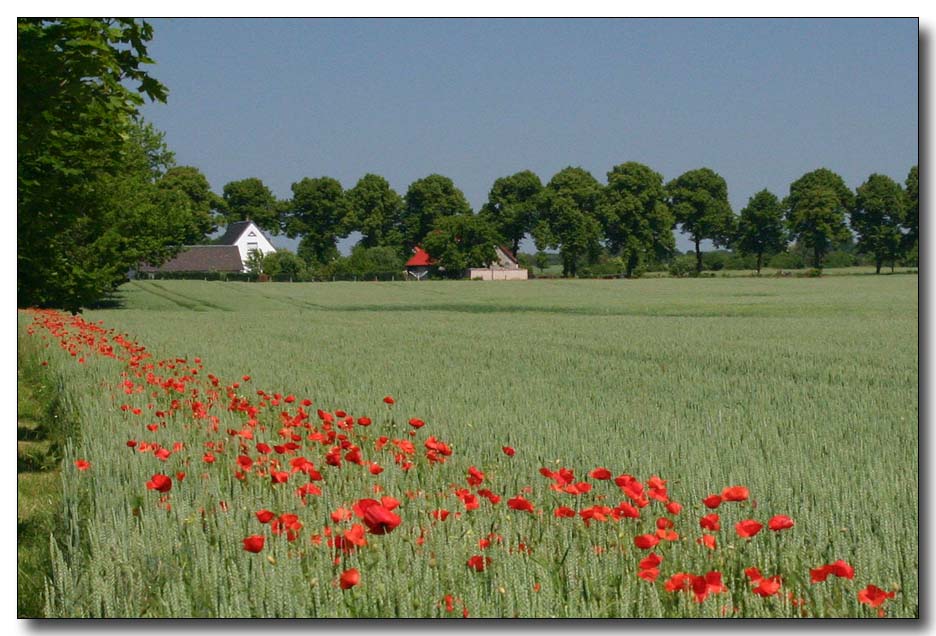 Frühsommer in Brandenburg