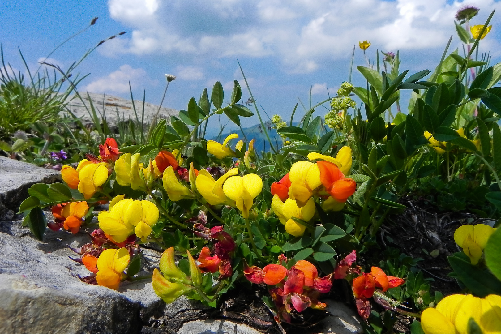 Frühsommer in den Alpen