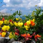 Frühsommer in den Alpen