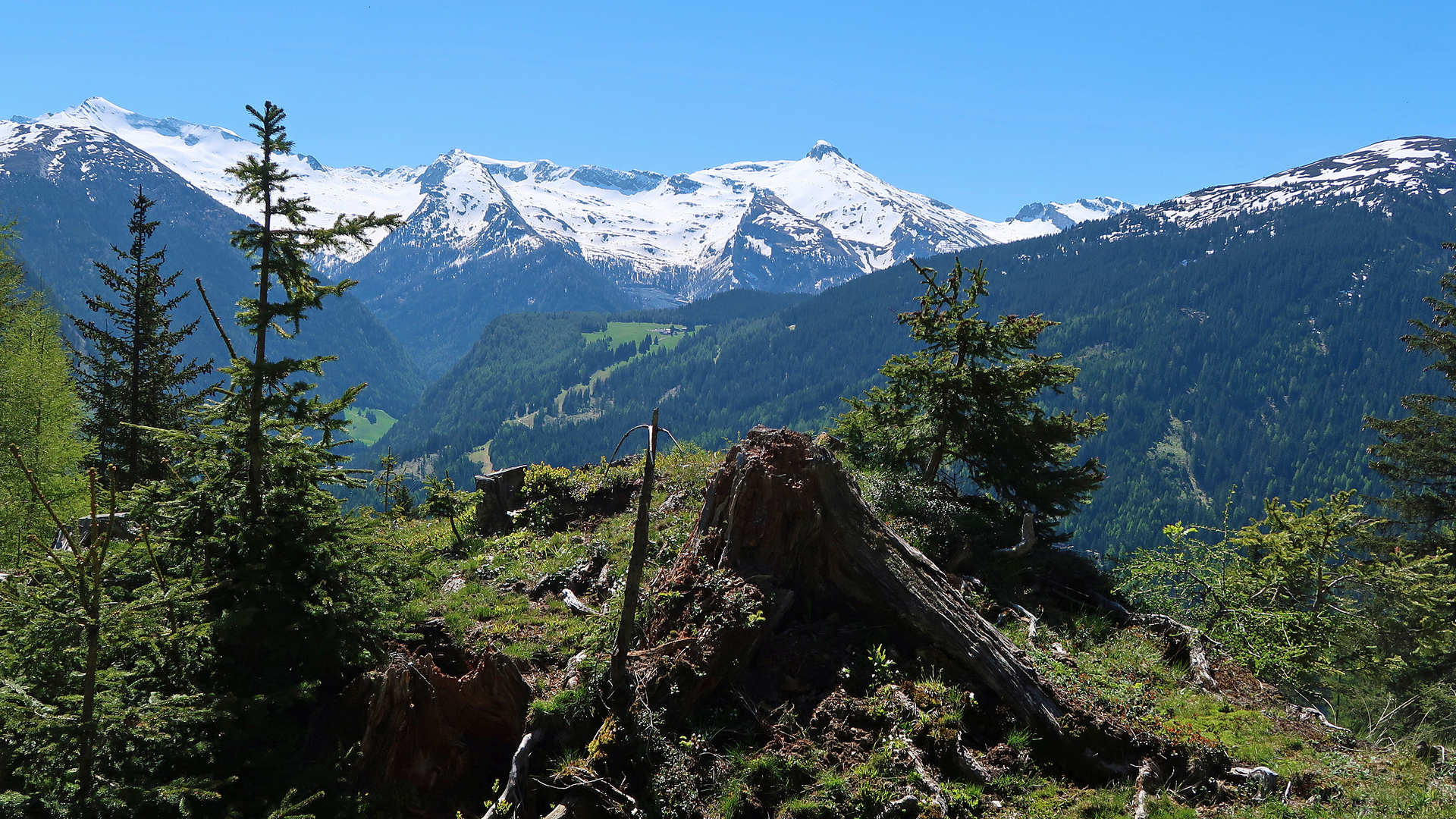 Frühsommer in den Bergen