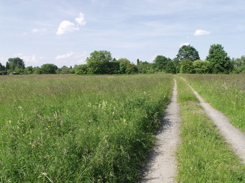 Frühsommer in den Rheinauen von Eckhardt Dirks 