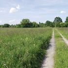 Frühsommer in den Rheinauen