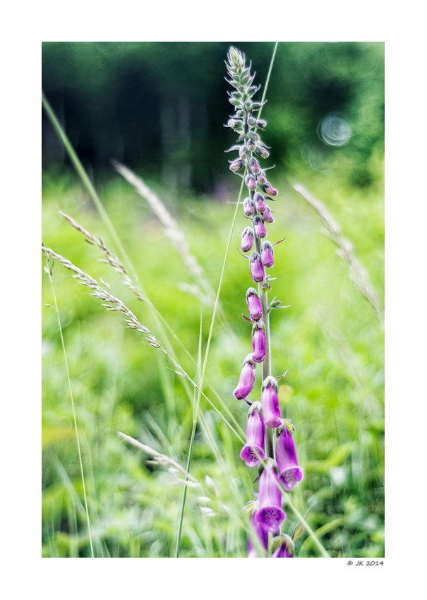 Frühsommer in den Wiesen