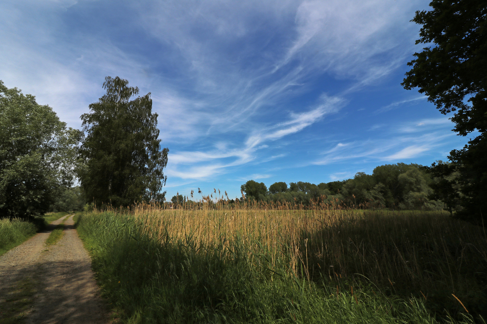 Frühsommer in der Aue