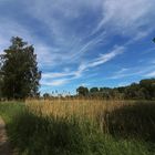 Frühsommer in der Aue