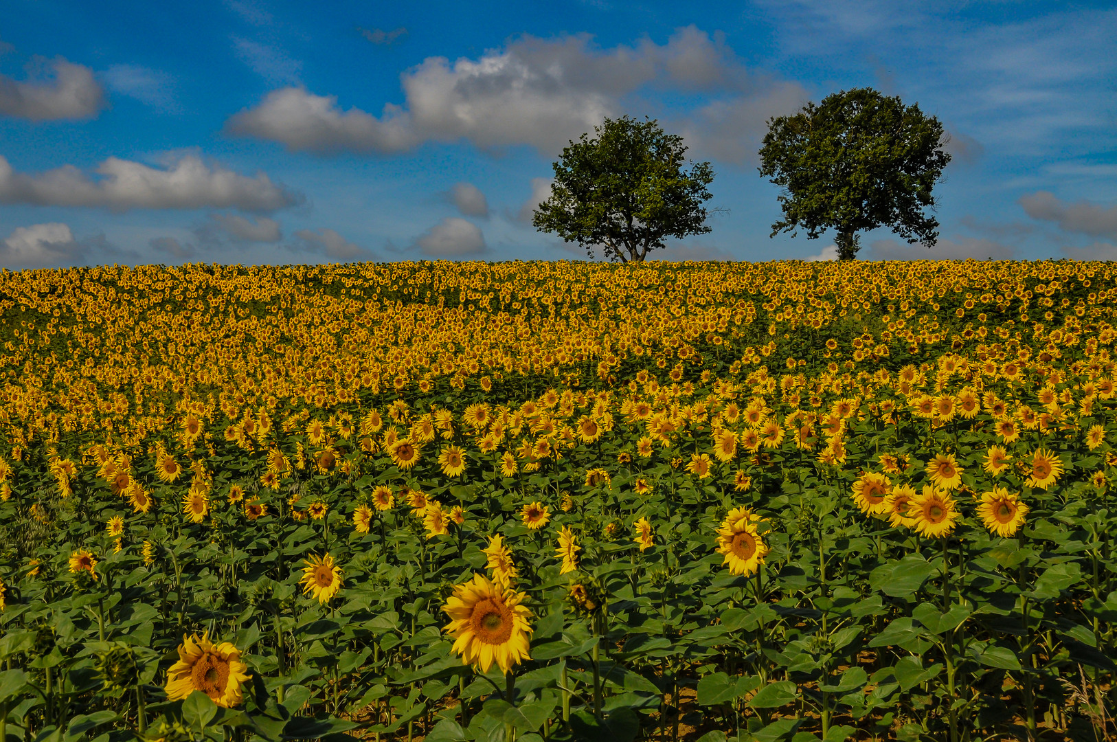 Frühsommer in der Gascogne