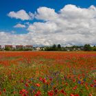 Frühsommer in der Pfalz